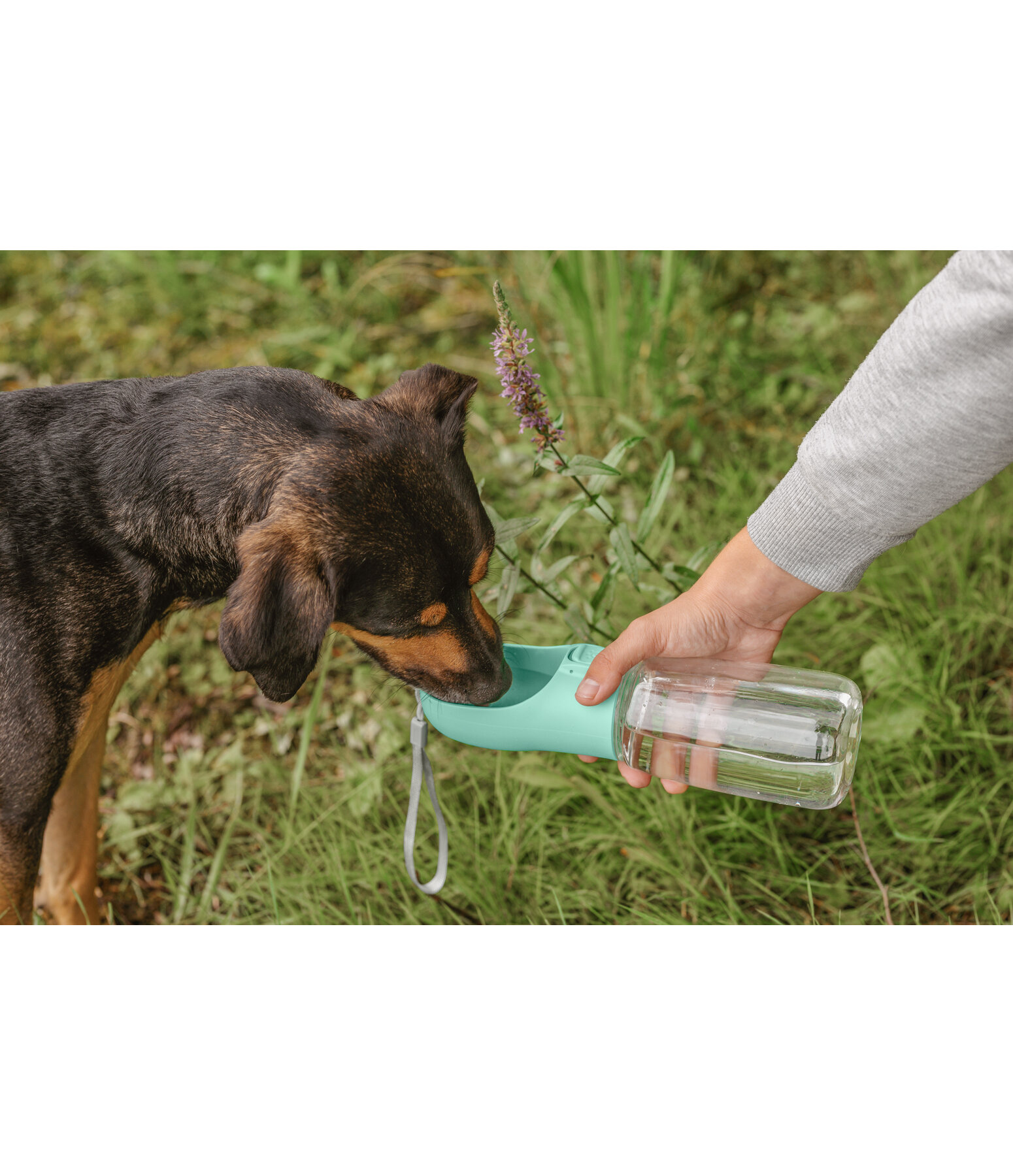 Gourde de voyage pour chien  Wanderlust II