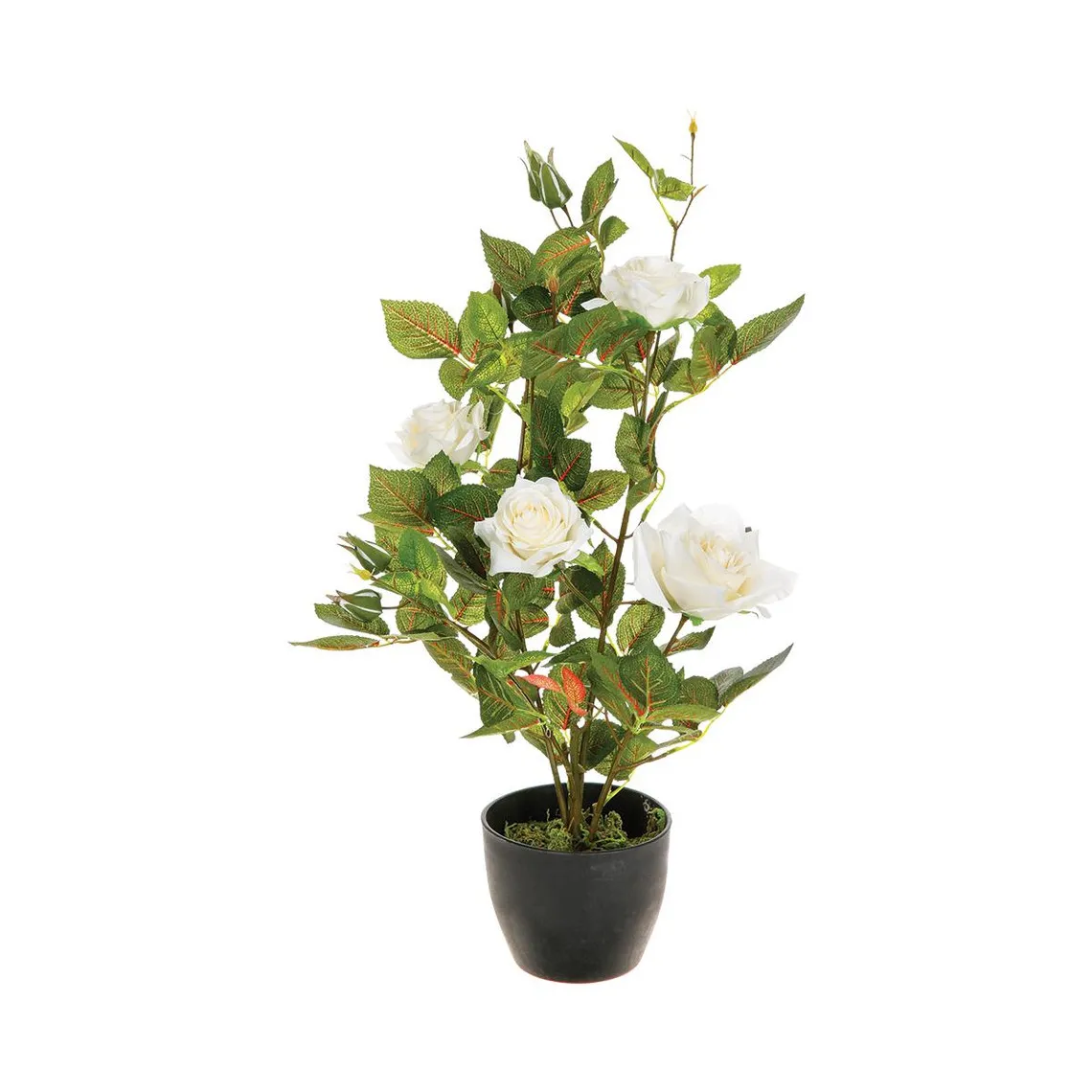 Rosier en pot H50  | 3 Suisses